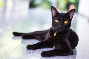 Conoce las razas de gatos más cariñosas