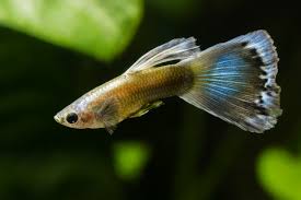 Los mejores peces para tener en acuarios