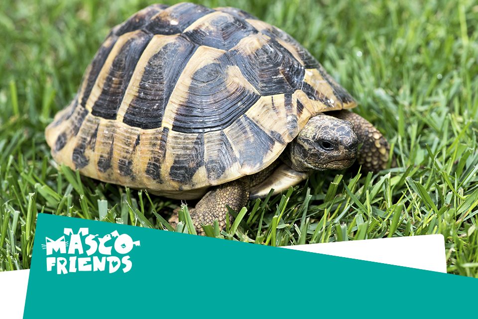 ¿Qué comen las tortugas de tierra?