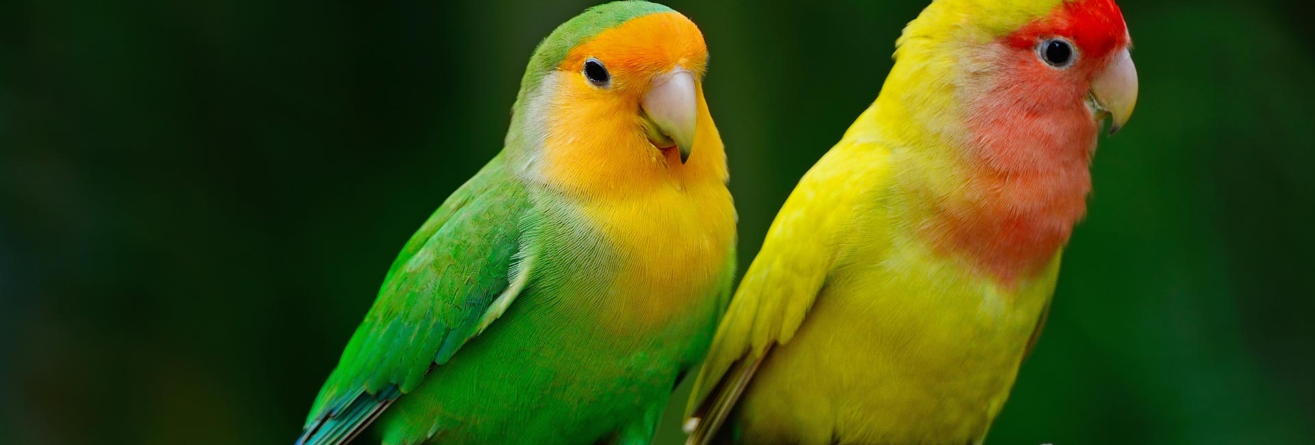 aves mascofriends