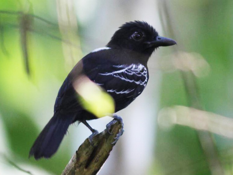 Aves exóticas, 5 variedades en el Amazonas