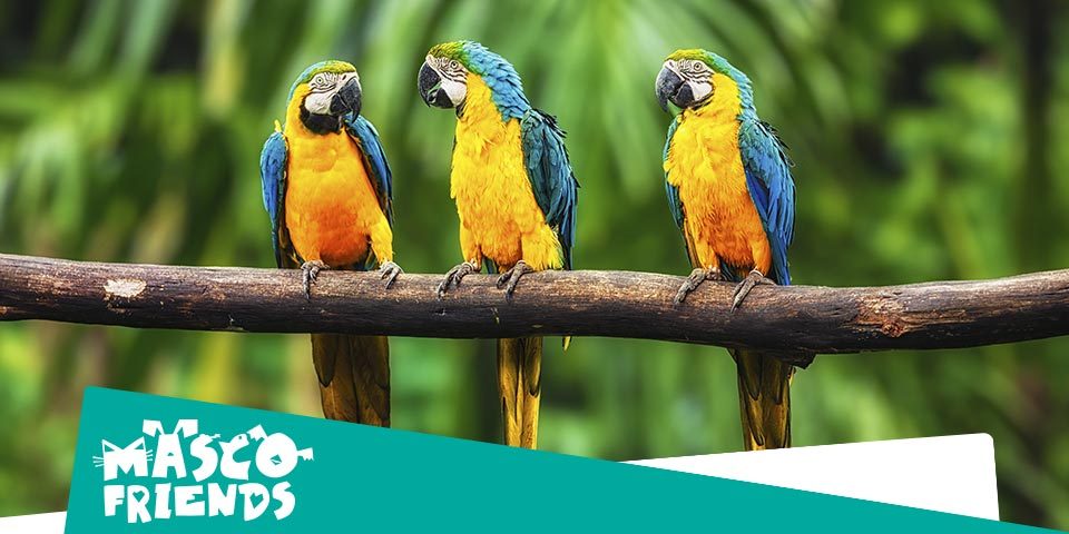 Aves exóticas, 5 variedades en el Amazonas