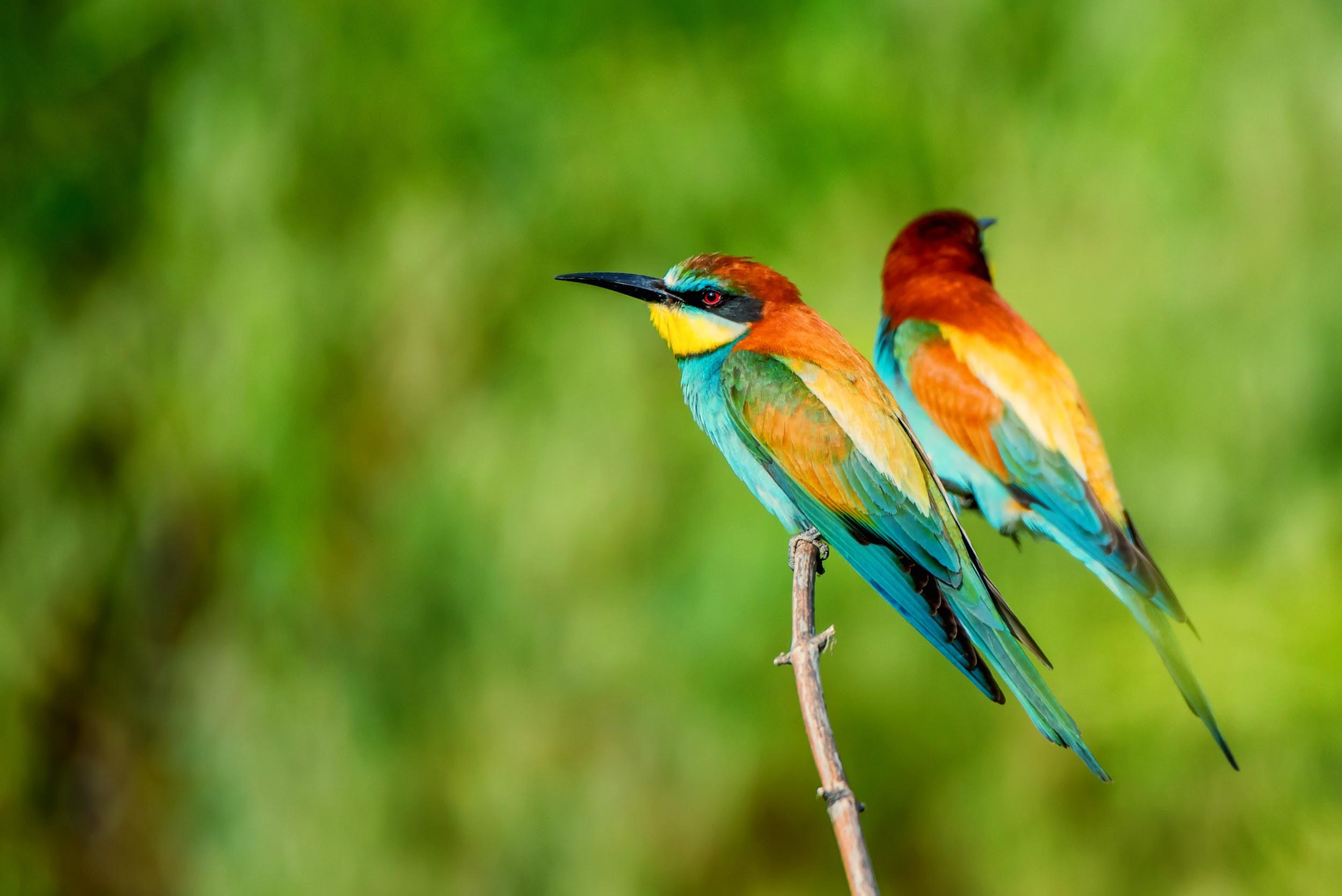 ¿Cómo es vivir con pájaros en casa?