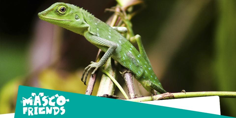 ¿Es posible tener distintos tipos de reptiles en un mismo terrario?