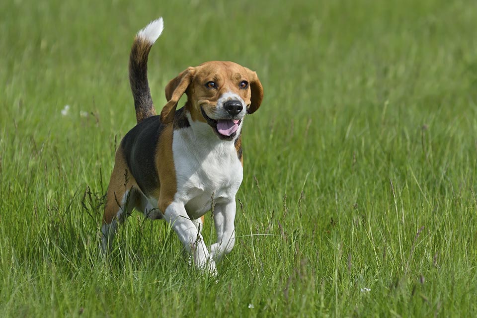 El Beagle, todo lo que necesitas saber