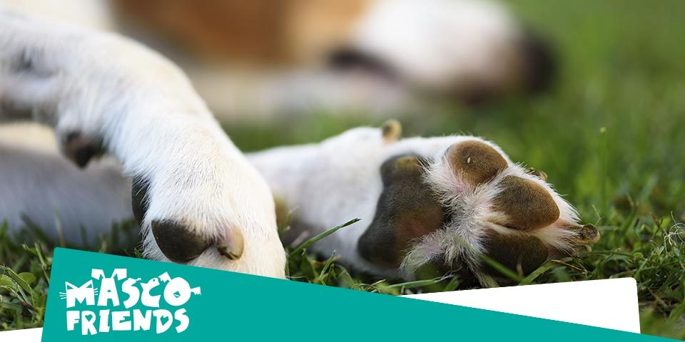 mal olor en las almohadillas de mi perro