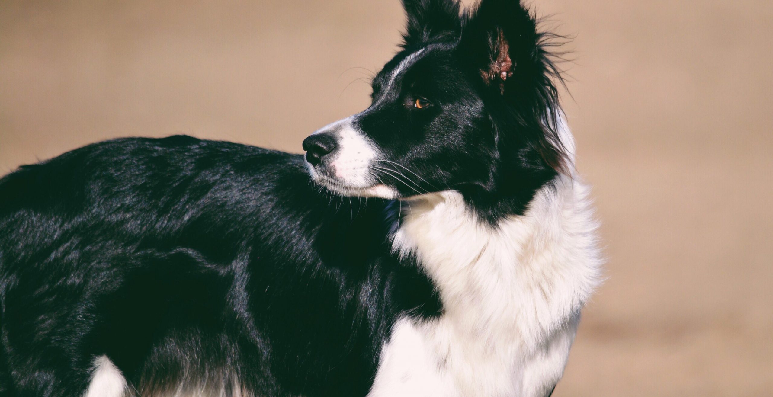 Razas de perros más fáciles de adiestrar