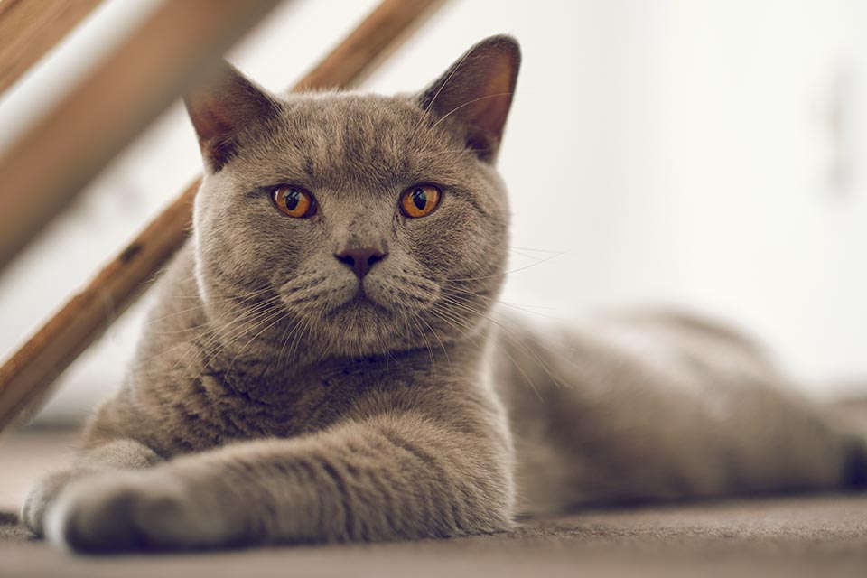 Shorthair Británico, todo lo que necesitas saber