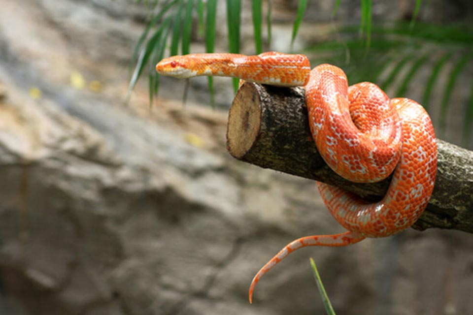 Todo lo que debes saber de la serpiente de maíz