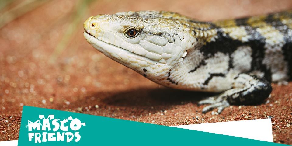 Gecko Leopardo, todo sobre este maravilloso reptil