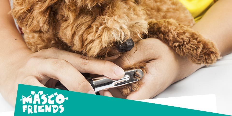 ¿Se pueden cortar las uñas de los perros?