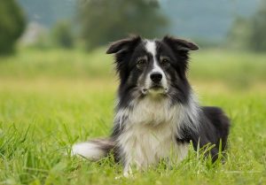 ¿Cuáles son los perros más fáciles de entrenar?