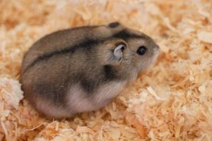 Tipos de hamster 