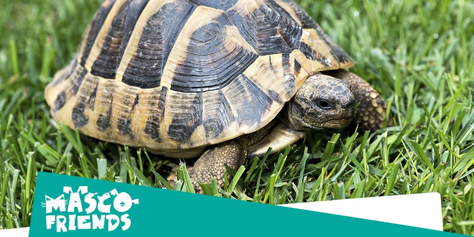 ¿Qué comen las tortugas de tierra?