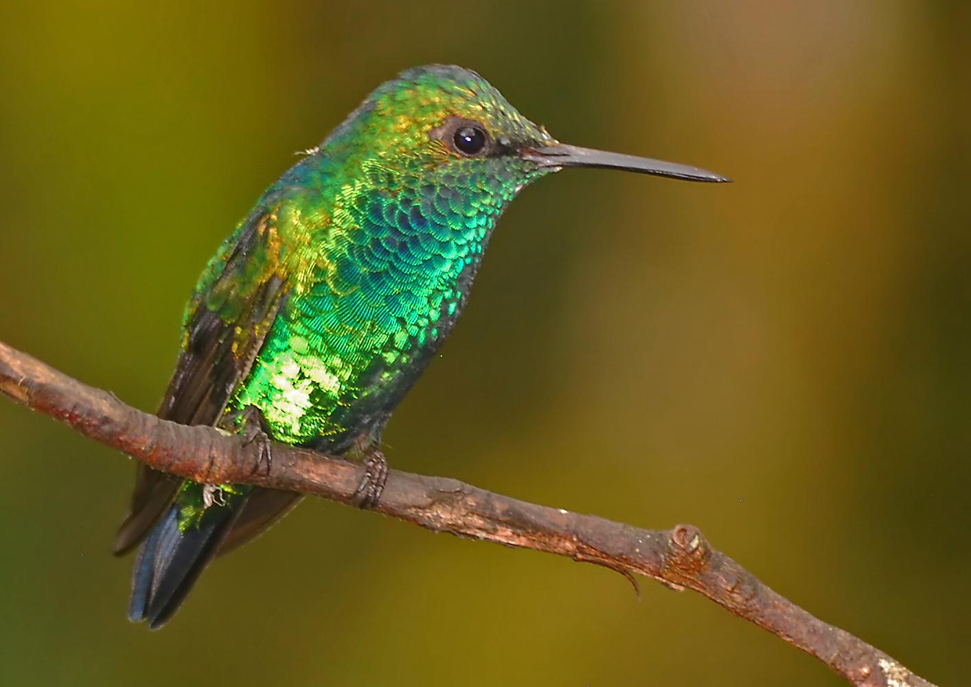 Aves exóticas, 5 variedades en el Amazonas