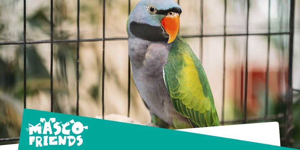 ¿Cómo es vivir con pájaros en casa?