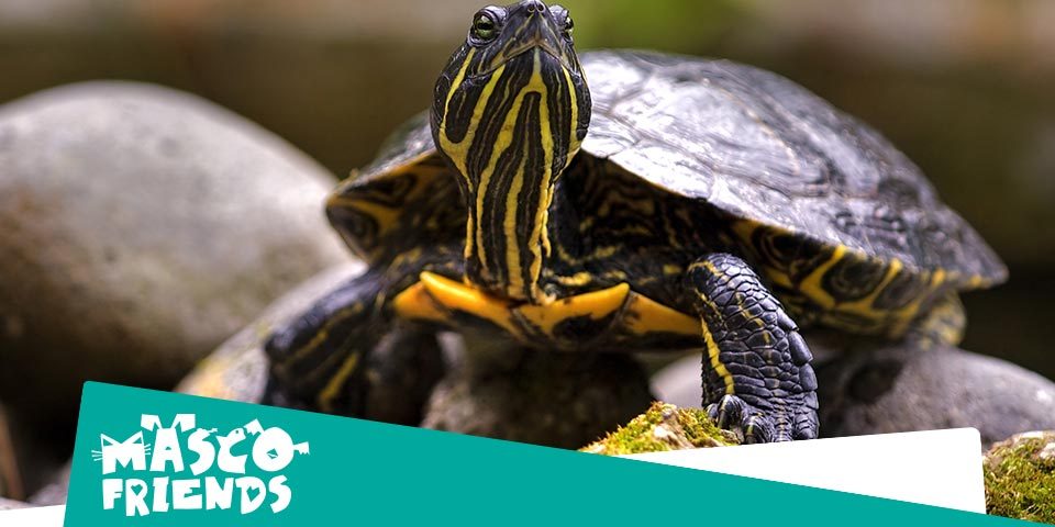 Alimentación de las tortugas acuáticas