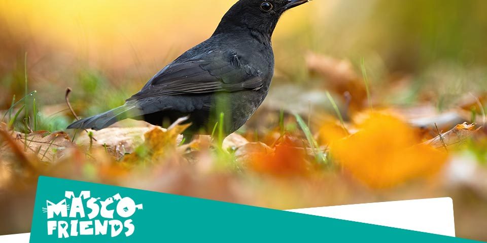 Aves más frecuentes en parques y jardines