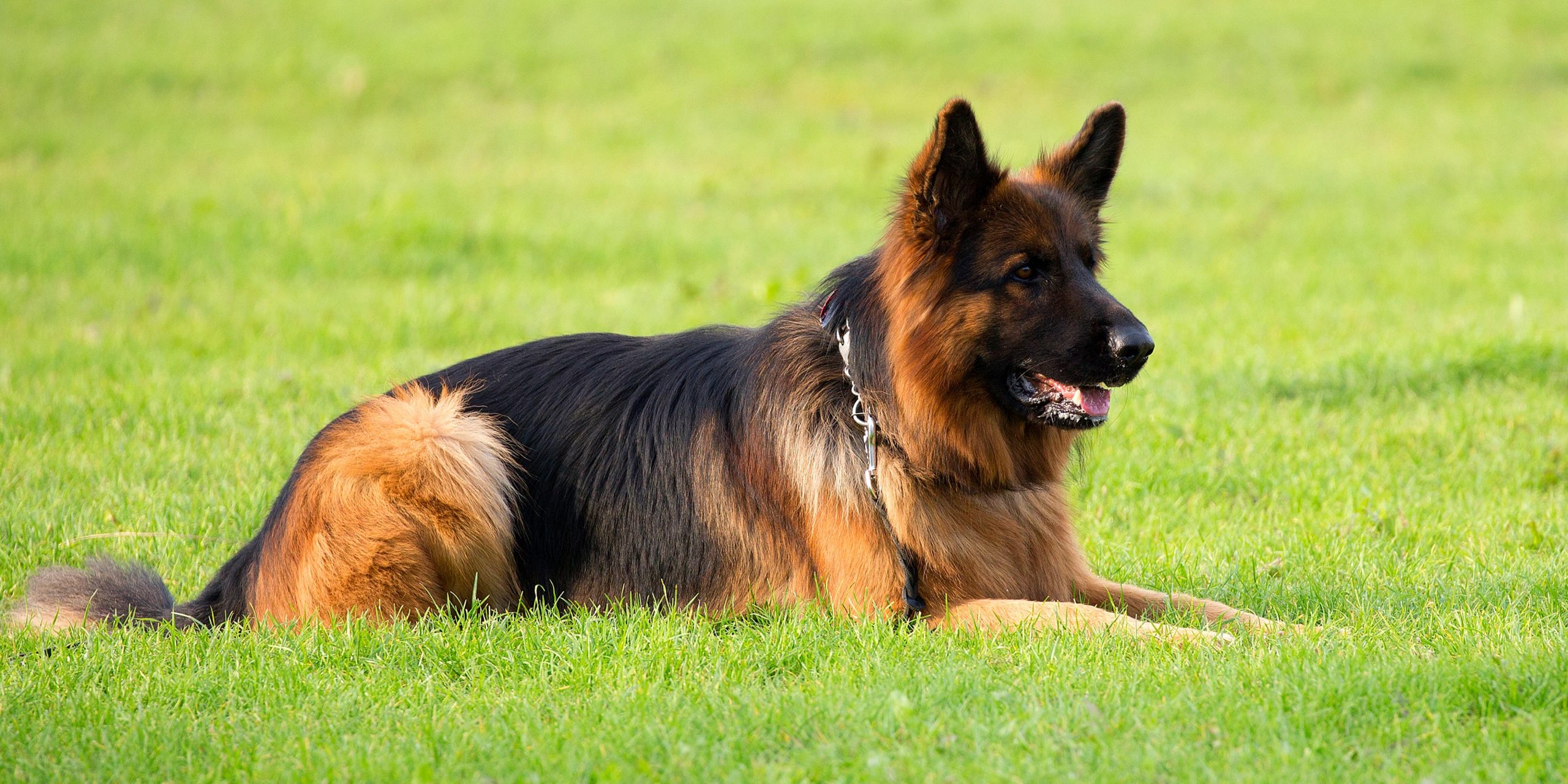 Razas de perros más fáciles de adiestrar