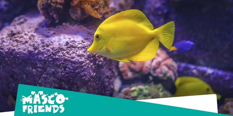 vConsejos imprescindibles para tu acuario