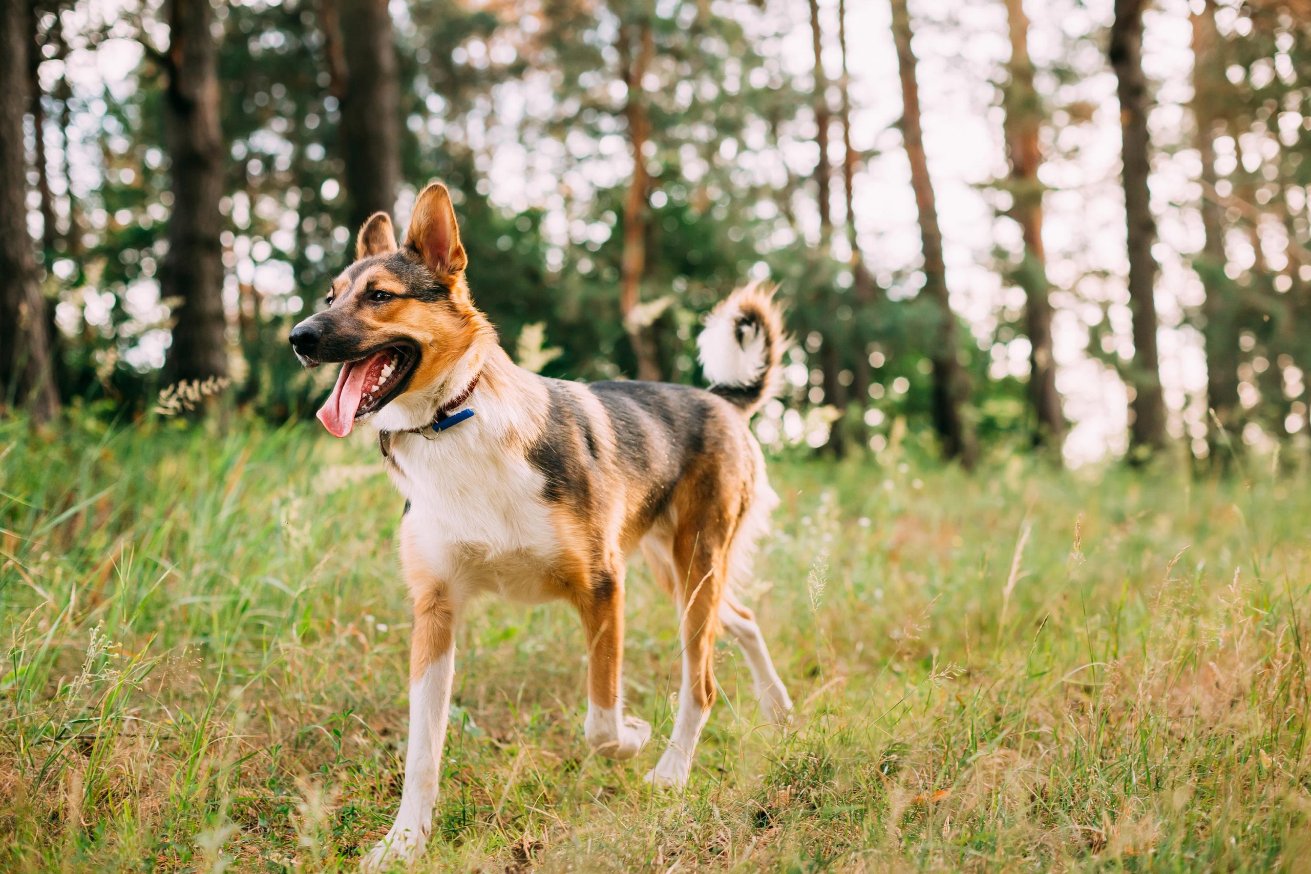 Planes increíbles para hacer con tu perro