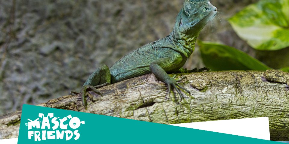 Los 10 consejos para comprar reptiles domésticos