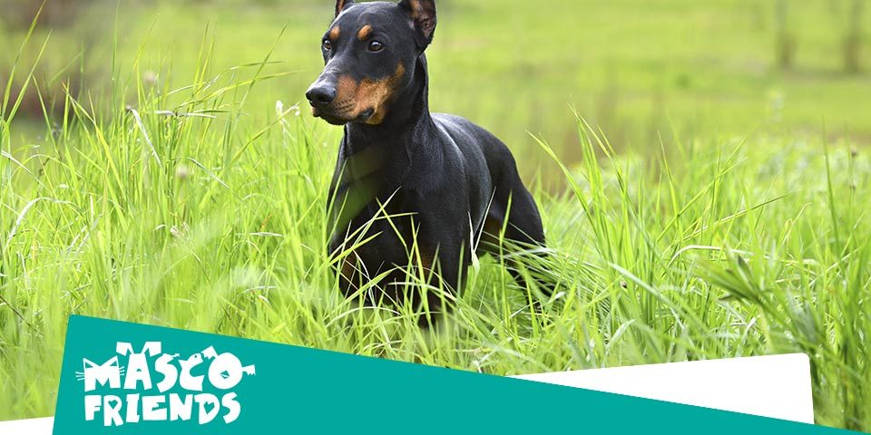 Corte de orejas en los Dobermans ¿Es peligroso?